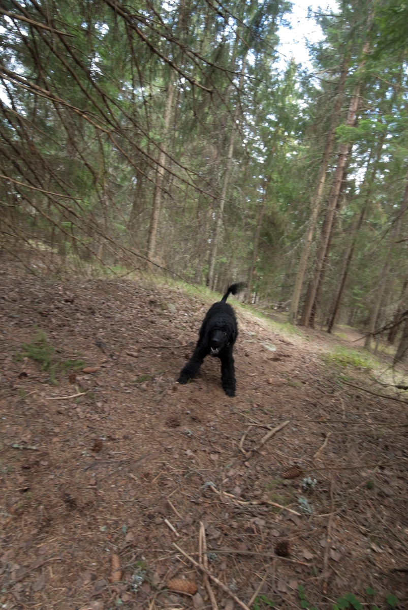 Hunden Pedro på tur leker i skogen.