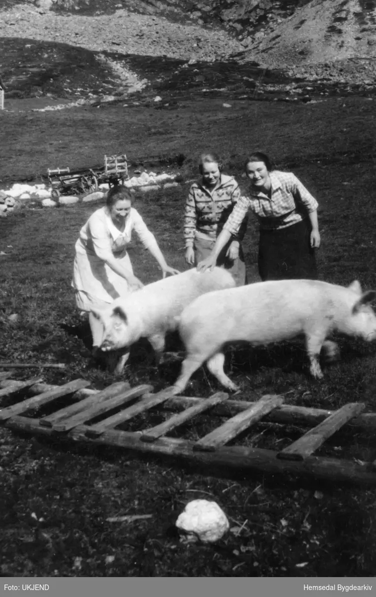 Samling av budeier sammen med grisen, i Hydalen
Budeia til høgre på biletet er Margit Finset, Nørdre
Tidsrom 1940-45

Gamal høy-kjerre