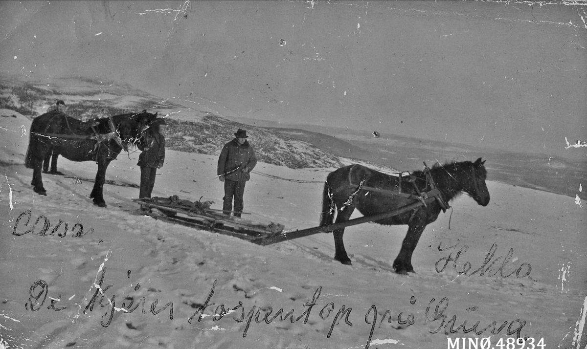 Kjøring Med Hest Og Sledde Anno Musea I Nord Østerdalen Digitaltmuseum 