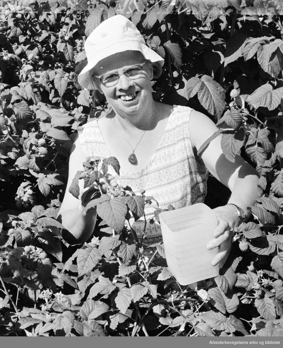 Rodeløkka Kolonihage. Fru Sally Svanmo plukker bringebær i hagen sin. Juli 1965