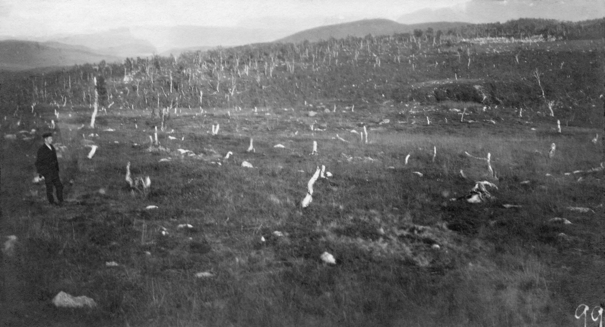 Spor etter samisk hogstaktivitet i bjørkeskogsbeletet ved Visnalappi i Lenvik i Troms i 1909.  Fotografiet er tatt i et slakt fjellterreng der det stikker en del cirka meterhøye bjørkestubber opp fra marka på et areal som ellers later til å være bevokst med lyng- og grasvegetasjon.  Bjørkene er antakelig felt av svenske reindriftssamer som oppholdt seg i Troms i sommerhalvåret.  De trengte bjørk til ved, til bærekonstruksjoner for telt og gammer, og til ulike former for stengsel - nesten alltid i verskogbeltet oppunder tregrensa.  Samene var ikke ute etter de groveste dimensjonene, og oftetst felte de med en kraftig kniv, ikke med øks.  Følgelig ble hogstfeltene seende slik ut.  En mann i mørk dress til venstre på bildeflata betraktet det som for norske skogfunksjonærer var et sørgelig syn, særlig fordi de fryktet at skogen her ikke ville kunne reproduseres, og at slike hogster generelt ville føre til senking av skoggrensa.  Skogforvalter Ivar Rudens beskrivelse av forholdene på denne lokaliteten er gjengitt under fanen «Opplysninger».