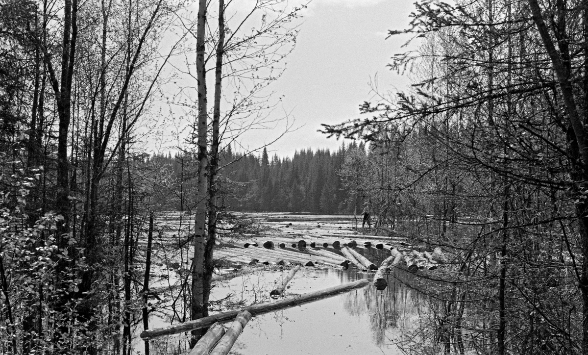 Tømmer på vannspeilet på Langfløyta i Haugsåa i Nord-Odal i Hedmark. Fotografiet er tatt fra ei oversvømt strandsone, der trærne sto i vann, antakelig fordi fløterne hadde sluppet mye vann fra en ovenforliggende dam. Langfløyta er et våtmarksområde Haugsåa renner gjennom, cirka 3 kilometer sør for Sætersjøen. Fotografiet ble tatt i 1954. Dette året var det innmeldt 60 862 tømmerstokker til fløting i dette vassdraget.
