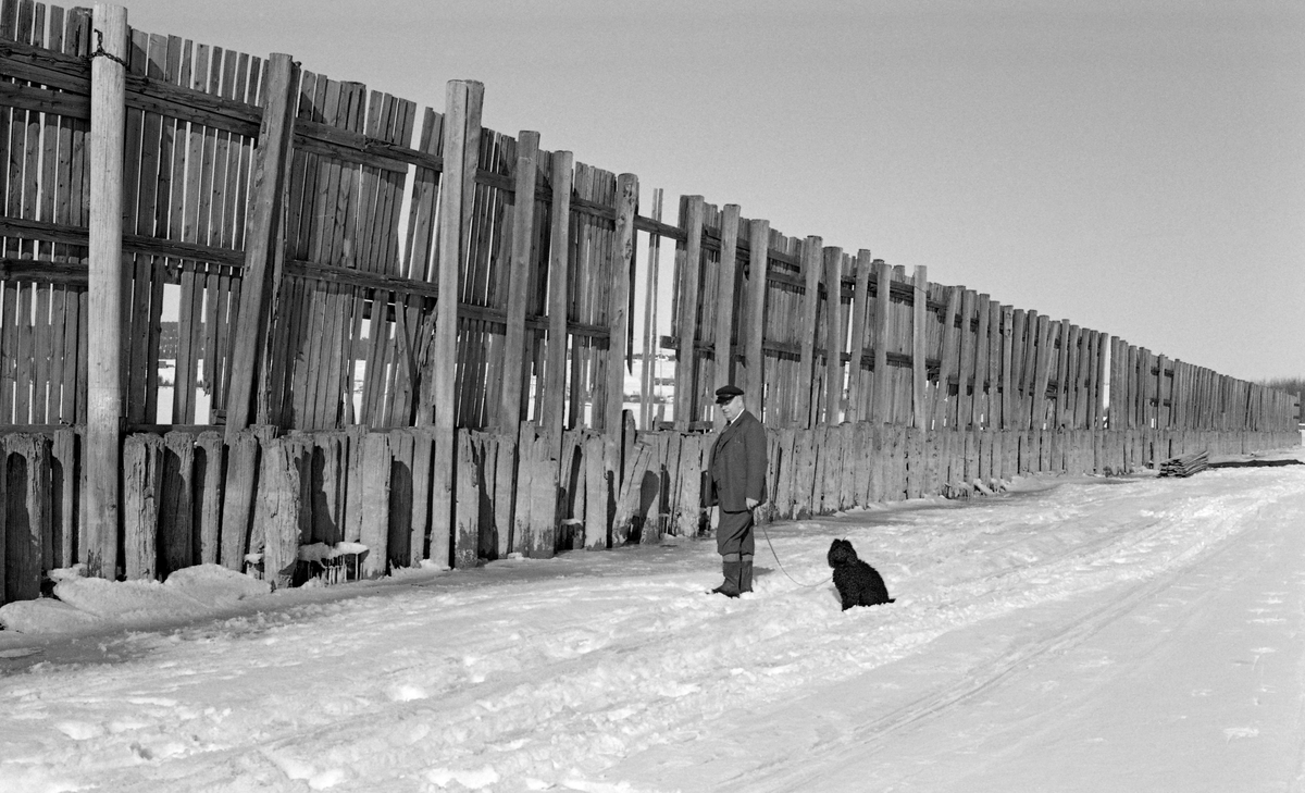 Den cirka 650 meter lange tømmerskjermen på Vestvollen i Fet, like ved Nitelvvassdragets utløp fra Svelle til Glommavassdraget i nordenden av innsjøen Øyeren.  Dette fotografiet er tatt på seinvinteren i 1958, på et tidspunkt da vassdraget var islagt og snødekt.  En mann - antakelig en fløtingsfunksjonær - med bandhund inspiserte skjermen, som tydelig var bygd i to etapper, med en lav «stolpegard» først og en høyere plankeskjerm bakenfor.  Fetværingene kalte denne konstruksjonen for «Vindveggen», lillestrømlingene brukte betegnelsen «Stormgjerdet».  

Årsaken til at det var reist en slik skjerm her var at sagbrukene og cellulosefabrikken på Lillestrøm kjøpte mye tømmer oppover langs Glommavassdraget.  Dette virket ble fløtet ned til Fetsund lenser, der det ble sortert etter kjøpermerker og «soppet» (buntet).  Deretter ble det buksert rundt neset som skiller lenseanlegget på Fetsund og Nitelvvassdraget og lagt ved Vestvollen, altså på vestsida av det samme neset.  Her hadde den nevnte industrien på Lillestrøm et flytende tømmerlager, der «soppene» (tømmerbuntene) lå inn til sagbrukene eller cellulosefabrikken hadde behov for det i sin produksjon.  Vinder fra nord eller nordvest kunne skape bølger og dermed øve et betydelig press på soppene, som i verste fall kunne slite seg og drive tilbake mot Glommavassdraget.  Dette var bakgrunnen for at den avbildete skjermen ble reist, først som en lav stolpegard - ei rekke av tettstilte påler som ble drevet ned i botnslammet - seinere av den langt høyere plankeveggen vi ser på dette fotografiet.  Vinden, vannet og ikke minst isen slet på disse konstruksjonene.  Tilsyns- og reparasjonsarbeider ble helst gjort vinterstid, da isen var en utmerket arbeidsplattform.