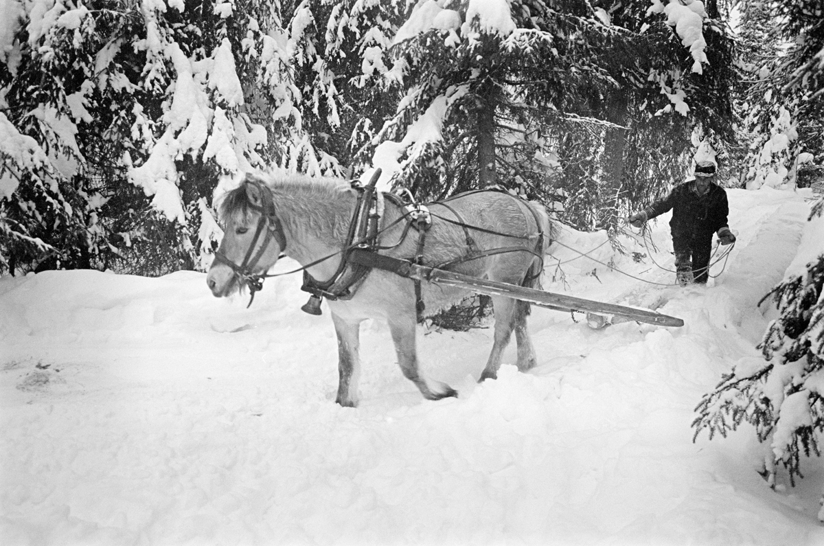Skogsarbeideren og tømmerkjøreren Ole Rismyr (1931-1984) fra Slettås i Trysil, fotografert under lunning i Nordre Osen (Åmot kommune i Hedmark) i februar 1980.  Bildet viser hvordan hesten (en fjording) trakk tømmeret fram på snødekt mark ved hjelp av et lunnedrag.  Dette var et enkelt trekkredskap som besto to skjæker som var forbundet med en humul (et kraftig tverrtre) i den bakre enden.  I denne humulen var det to gjennombrudte hull, og ved siden av disse satt det kloformete jernbeslag med spalter for kjettinglekker.  Trosselenkene ble trukket gjennom hull i stokkendene og de nevnte hullene i humulen, og deretter festet i jernbeslagene.  Kjørekaren gikk bak lunnedraget, ved siden av stokkene, med tømmene i hendene.  Fotografiet er tatt i forbindelse med opptakene til fjernsynsfilmen «Fra tømmerskog og ljorekoie», som ble vist på NRK 1. mai 1981.  Ettersom poenget med denne filmen var å synliggjøre strevet i tømmerskogen i den førmekaniserte driftsfasen, viser den driftsprosedyrer og redskap som bare noen få veteraner fortsatt brukte på opptakstidspunktet.