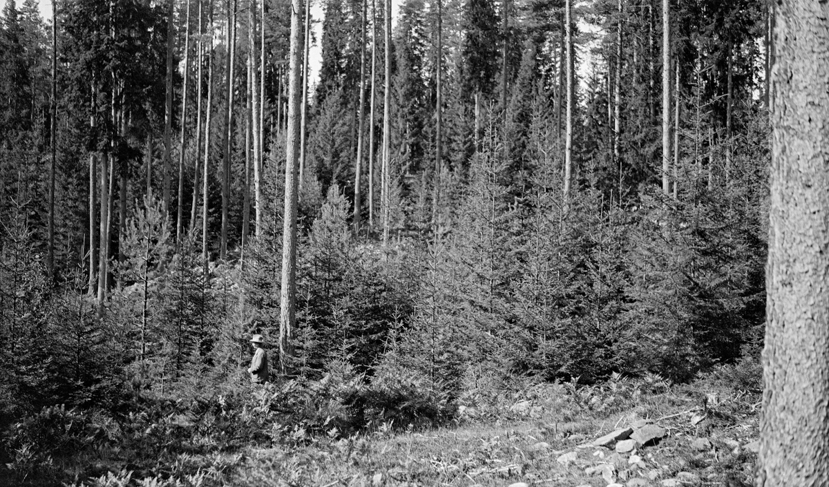 Gjenvekst av unge gran og furutrær under skjerm av høystammet furu.  En mann med hatt sto i bestandet.  Fotografiet ble tatt i Stange prestegardsskog i 1932.