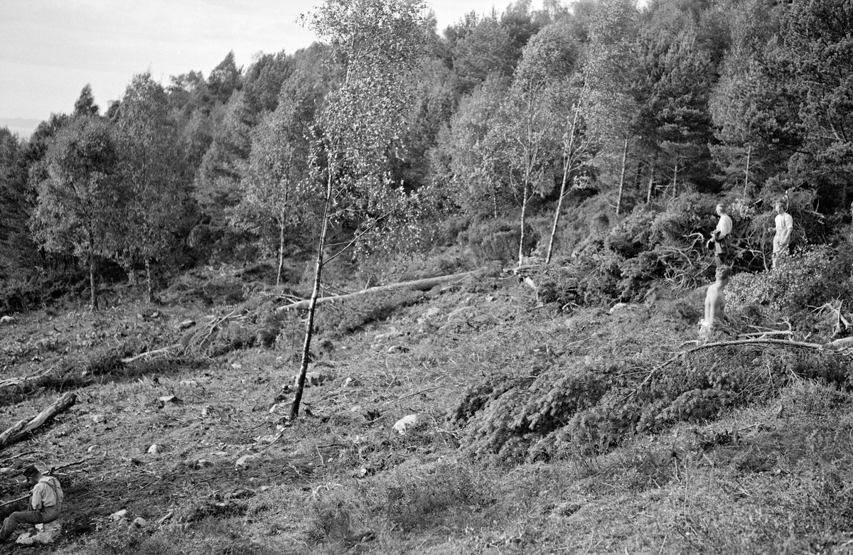 Ryddingsarbeid under skogrekruttskolen på Nedstrand i Tysvær i Nord-Rogaland høsten 1936.  Fotografiet er tatt i ei li der man hadde ryddet bort krattskog, og etter kvisthaugene å dømme også hogd et par furutrær.  Et par bjørketrær hadde fått stå.  Da dette fotografiet ble tatt sto tre menn på den øvre delen av det ryddete arealet (til høyre i bildet) mens en fjerde mann satt på en stein lengre nede (til venstre).  Skogrekruttskolene var et samarbeid mellom de militære myndighetene og den offentlige skogadministrasjonen. Samarbeidet ble etablert i erkjennelse av at mange av de skoglige øvelsene også hadde militær relevans. Fra skogadministrasjonens side var naturlig nok prosjekter som involverte militære rekrutter interessante fordi de gav muligheter for å gi brede lag av norsk ungdom grunnleggende innføring i hvordan de skulle gjøre norske utmarksarealer mer produktive. Skogrekruttskolen i Nedstrand samlet 78 rekrutter under militær ledelse av løytnant O. T. Sandnes og med fylkesskogmester Johs. M. Anderssen og forstkandidat Halvor Dalene som skogfaglig ansvarlige. Soldatene var i aktivitet fra klokka sju om morgenen til klokka fire på ettermiddagen, med en times spisepause med kvile midt på dagen. En til to timer daglig var viet reine militære øvelser, resten av tida ble brukt til arbeid i skogen, med innlagt teoretisk undervisning. Av praktiske oppgaver ble det arbeidet med rydding av plantemark, markberedning, såing og planting, grøfting, anlegg av kulturbeiter og skogsbilveger, trekolbrenning, samt litt hogst. Soldatene arbeidet for det meste i lag på 10 mann. Skogrekruttskolen i Nedstrand i 1936 var det første arrangementet av denne typen i Rogaland.