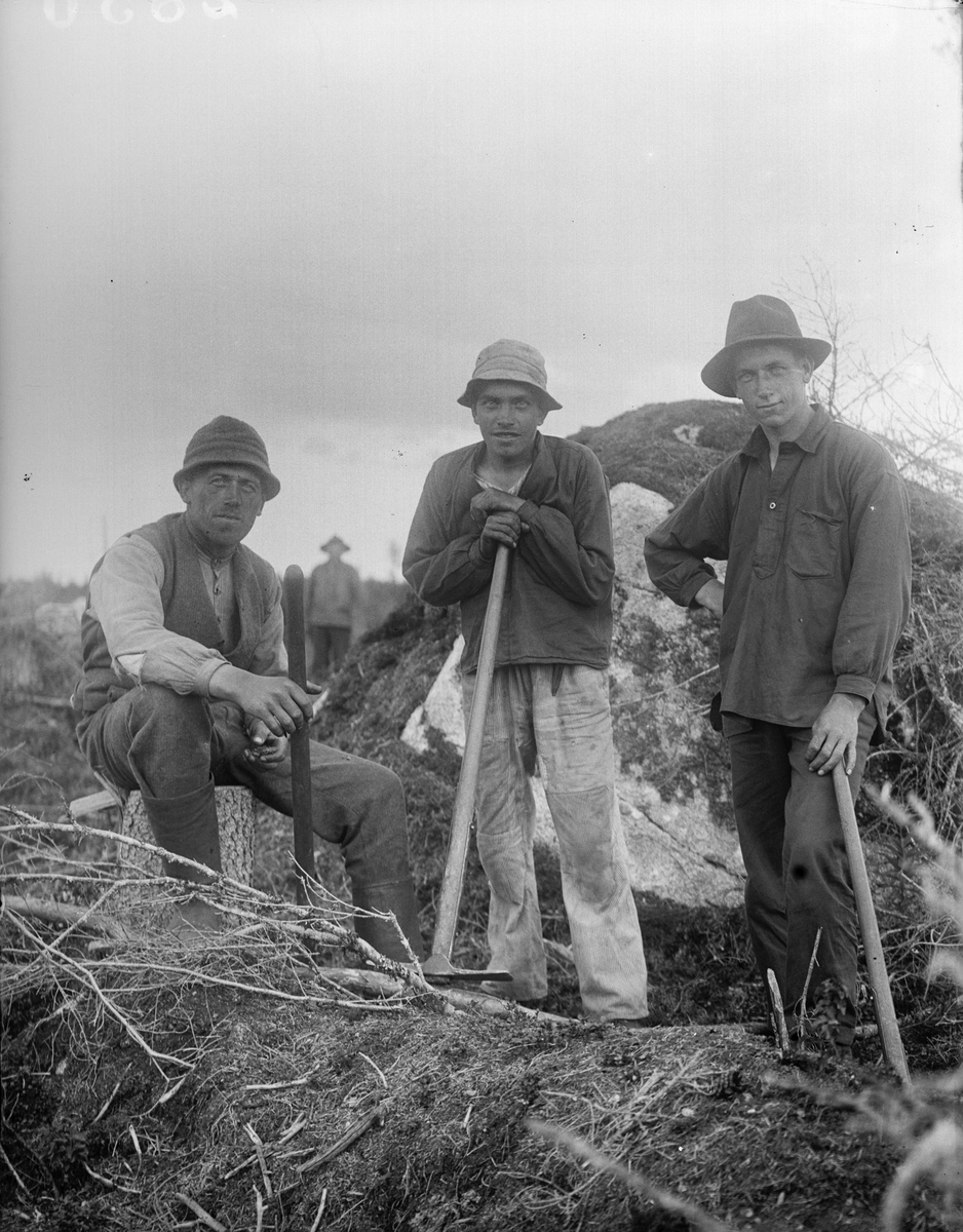 "Tre skogsplanterare med hackor", Kattmossen, Altuna socken, Uppland 1922