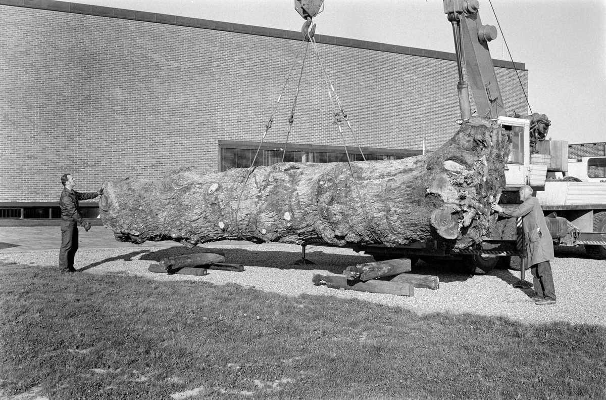 En diger eikestamme fra Hurum i Buskerud løftes på plass på sørsida av utstillingsbygget til Norsk Skogbruksmuseum i Elverum i 1976.  Dette er rotstokken av et tre som ble feid over ende av en kraftig storm foregående vår.  Den delen som ble gitt som gave til museet av Borregaard & Kiær skoger var den om lag 8 meter lange rotstokken.  Den hadde diameter 1,80 meter i rotsonen og 1,20 meter i toppen.  Volumet er beregnet til cirka 10 kubikkmeter.  Eikestokken ble montert i friluft for å «tjene undervisningsformål», som det ble sagt da den fikk sin første plassering på museet i 1976.  Da dette fotografiet ble tatt sto to karer sto med hendene mot hver sin ende av stokken for å styre den på plass på underlag av trebukker.  Der lå eikestokken først under åpen himmel, men ble seinere ble den flyttet noe sørover mot den gamle åkergrensa mellom klokkergarden Fossum og Elverum prestegard, der det ble støpt betongfundamenter med et tak over som oppbevaringssted for stokken.  Dette fotografiet ble tatt da eikestokken ble plassert på det første eksponeringsstedet den fikk på museet.  Mannen i lagerfrakk til høyre på bildet er museets daværende vaktmester, Håkon Sæle.