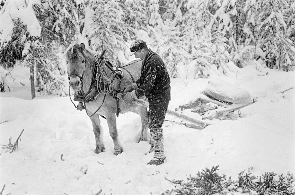 Tømmerkjøring i Nordre Osen i Åmot kommune i Hedmark i februar 1980.  Fotografiet viser tømmerkjøreren Ole Rismyr (1931-1984) fra Slettås i Trysil og hesten hans.  Da dette bildet ble tatt sto Rismyr med selepinnen i den ene handa og enden av skåka i den andre ved oren på arbeidsselen.  Han var sannsynligvis i ferd med å spenne for hesten slik at han kunne begynne å kjøre opp tømmervegen på den snødekte marka.  Tømmene han fortsatt i en kveil på det ene bogtreet.  Bak hesten, en fjording, ser vi sleden.  Dette var en «rustning» - en todelt sledetype – som her var klargjort for «tomkjøring».  Baksleden («geita») lå fastspent oppå framsleden («bukken») og på toppen av sledene lå høysekken, som kjørekaren stundom også brukte som sitteunderlag. Fotografiet er tatt i forbindelse med opptakene til fjernsynsfilmen «Fra tømmerskog og ljorekoie», som ble vist på NRK 1. mai 1981.  Ettersom poenget med denne filmen var å synliggjøre strevet i tømmerskogen i den førmekaniserte driftsfasen, viser den driftsprosedyrer og redskap som bare noen få veteraner fortsatt brukte på opptakstidspunktet.