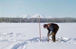 Osvald Kolbu fanger lake (Lota lota) med fiskesaks fra isen 