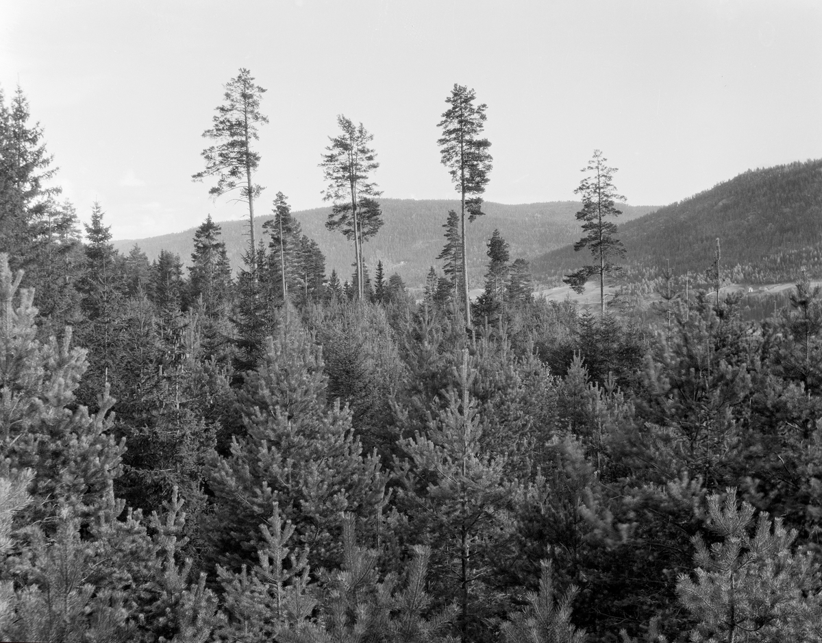 Frøtrestilling i utmarka til Sauer-gardene i Heddal (Notodden) i Telemark, fotografert i 1925.  Dette landskapsbildet er et resultat av en skogavvirkningsmåte som er gjort med henblikk på gjenvekst, og som ofte brukes med stort hell på furumark, som her.  Fotografen kom til denne lokaliteten en del år etter forrige hogst.  Under denne hogsten hadde man felt nesten all skog, med unntak av noen av de største og beste trærne i bestandet.  Man antok at disse hadde gode arveegenskaper, og lot dem derfor stå med henblikk på at de skulle drysse sitt frø over omliggende snauhogde arealer.  Dette fungerte ofte bra på lokaliteter med middels og lav bonitet, for på slike steder ble ikke marka umiddelbart dekt av grasvekster etter at mesteparten av trærne var borte.  Frøtrærne skulle ha ranke, kvistfrie stammer og frisk, lubben krone, for furuas del på den øvre tredelen av lengden.  Ble kronene for store, kunne stormvinder lett feie frøtrærne over ende etter at de var fristilte.  Store kroner kunne dessuten kaste såpass mye skygge, at det ble sterile soner uten gjenvekst omkring frøtrærne.  Det hadde åpenbart ikke skjedd her, hvor det hadde kommet opp frodig, ung furuskog ispedd ei og annen gran på frøtrestillingsfeltet.