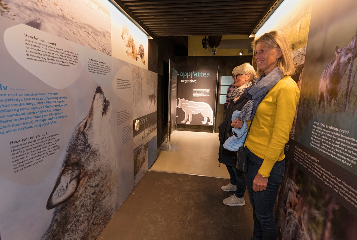 Fra «portalen» i utstillingen «Ulvetider» på Norsk skogmuseum.  Fotografiet er tatt under åpningen av denne utstillingen, 26. april 2018.  Bildet viser to kvinner som studerer montasjer med fotografier og tekst som dreier seg om ulvens biologi.

På Norsk skogmuseums hjemmesider er «Ulvetider» omtalt slik:

«Utstillingen setter fokus på konflikter rundt ulv i Norge og hva som har ledet fram til situasjonen i dag. Du møter mennesker som lever i ulvesonen som forteller om sine opplevelser og du kan lære om dagens forvaltning, forskning og få kunnskap om ulven som art. 

Norsk skogmuseum ønsker å bidra til å forstå meningsmotstanderne bedre og vil selv være en arena der gode diskusjoner kan oppstå. Gjennom utstillingen ønsker vi å legge til rette for en konstruktiv utvikling av en fastlåst situasjon. Museet bygger på konfliktdempende metoder utviklet av Nansen Fredssenter. Hovedmålgruppen for utstillingen er ungdom i alderen 15–18 år, men vi ønsker å nå et bredt publikum og tror mange vil ha glede og nytte av å se utstillingen.

Utstillingen er blant annet støttet av Fritt ord, Miljødirektoratet og Anno - Museene i Hedmark.»