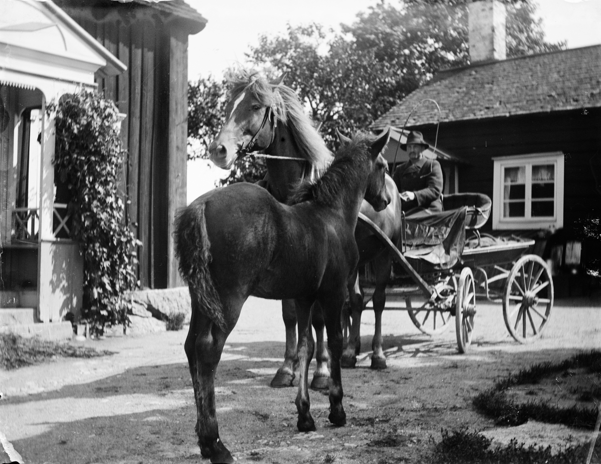 Fölunge står vid häst och vagn framför Alinders hus i Sävasta, Altuna socken, Uppland