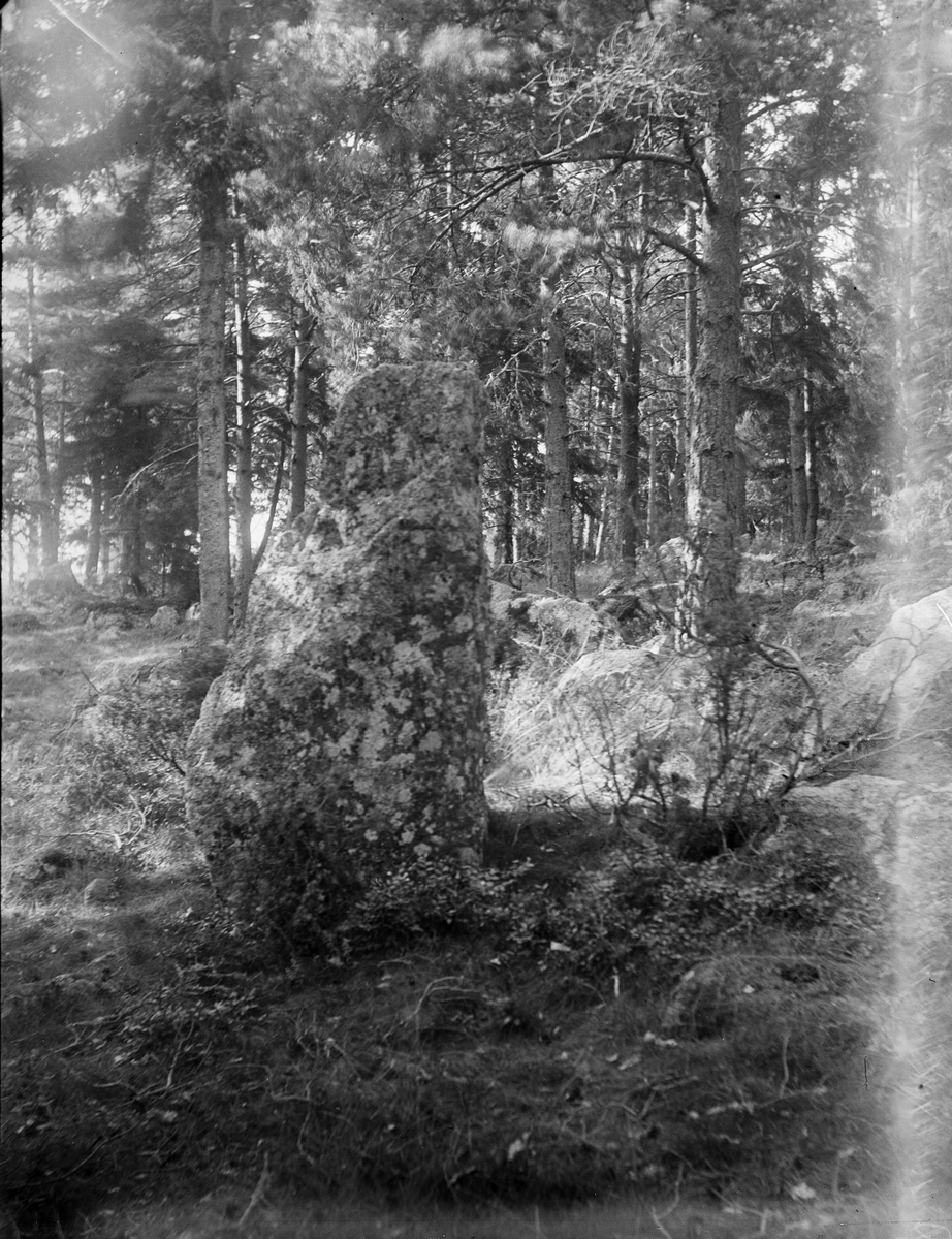 Stående stenblock i skogsbacke, Uppland 1925