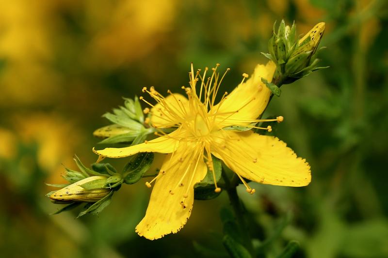 En gul blomst med fem ovale kronblader og tydelige støvbærere er fotografert tett på sett litt fra siden.