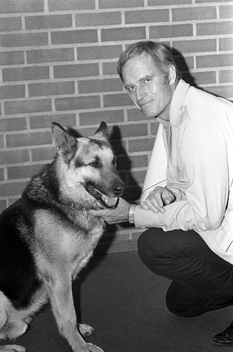 Den amerikanske skuespilleren Charlton Heston har kommet til Norge i forbindelse med opptak til filmen "Når villdyret våkner". Her er han sammen med en schæferhund på pressekonferansen i Oslo.