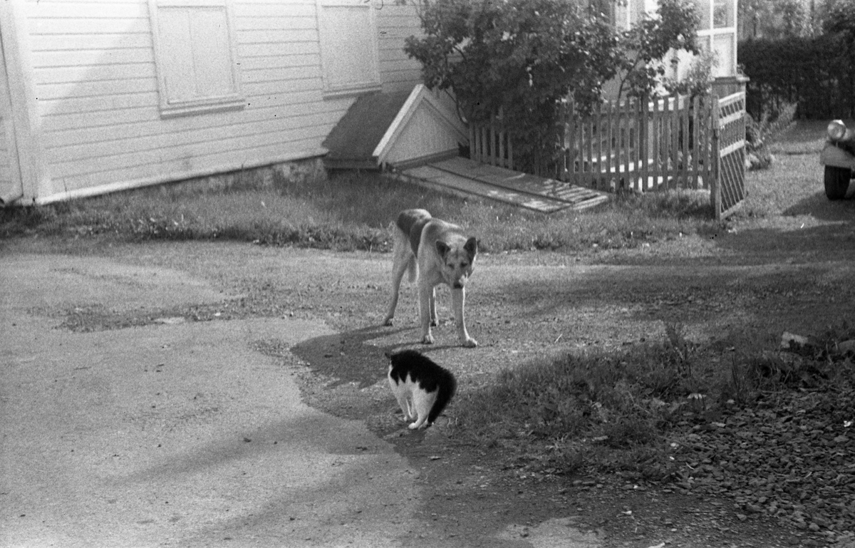 Møte mellom hund og katt fotografert gjennom vinduet hos Lena Foto & Radio juli 1953. Fem bilder.