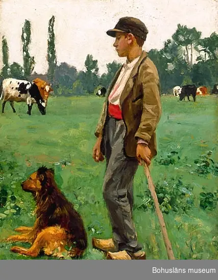 Pojke med hund som vallar kor på landsbygden i Frankrike