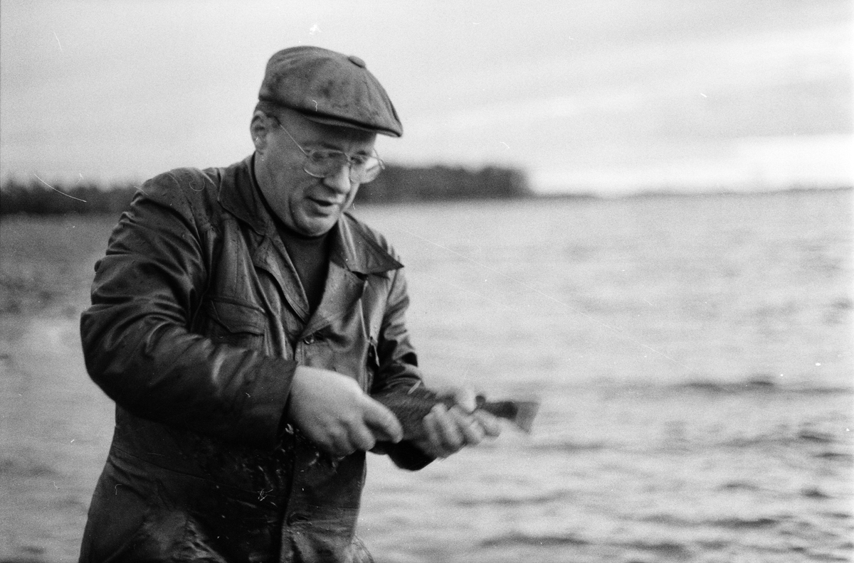 Fiskplantering Dalälven, Uppland