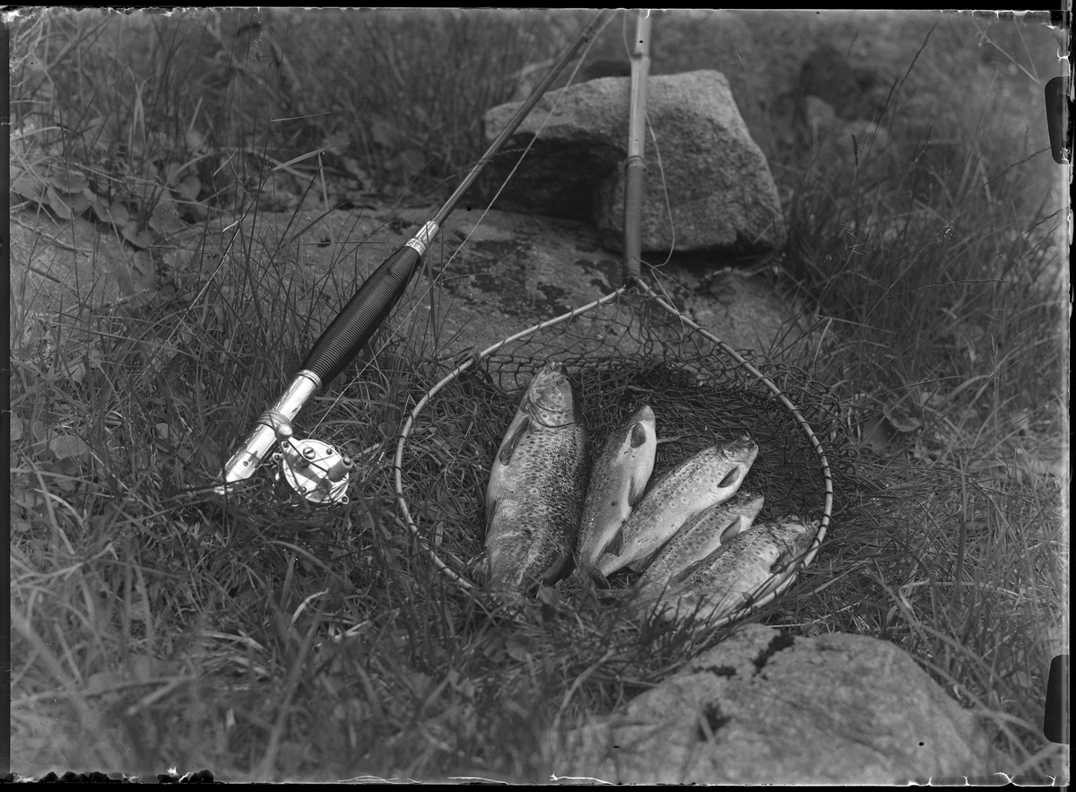 Bild av fem laxöringar i en håv. Bredvid ligger ett fiskespö.