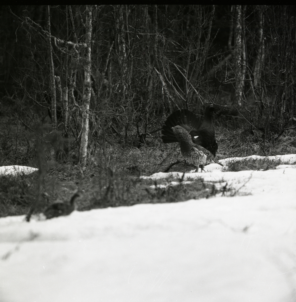 Vid det snöiga skogsbrynet samlas tjädrarna, både de spelande tupparna och hönorna, vid Häggtjärn i april 1976.