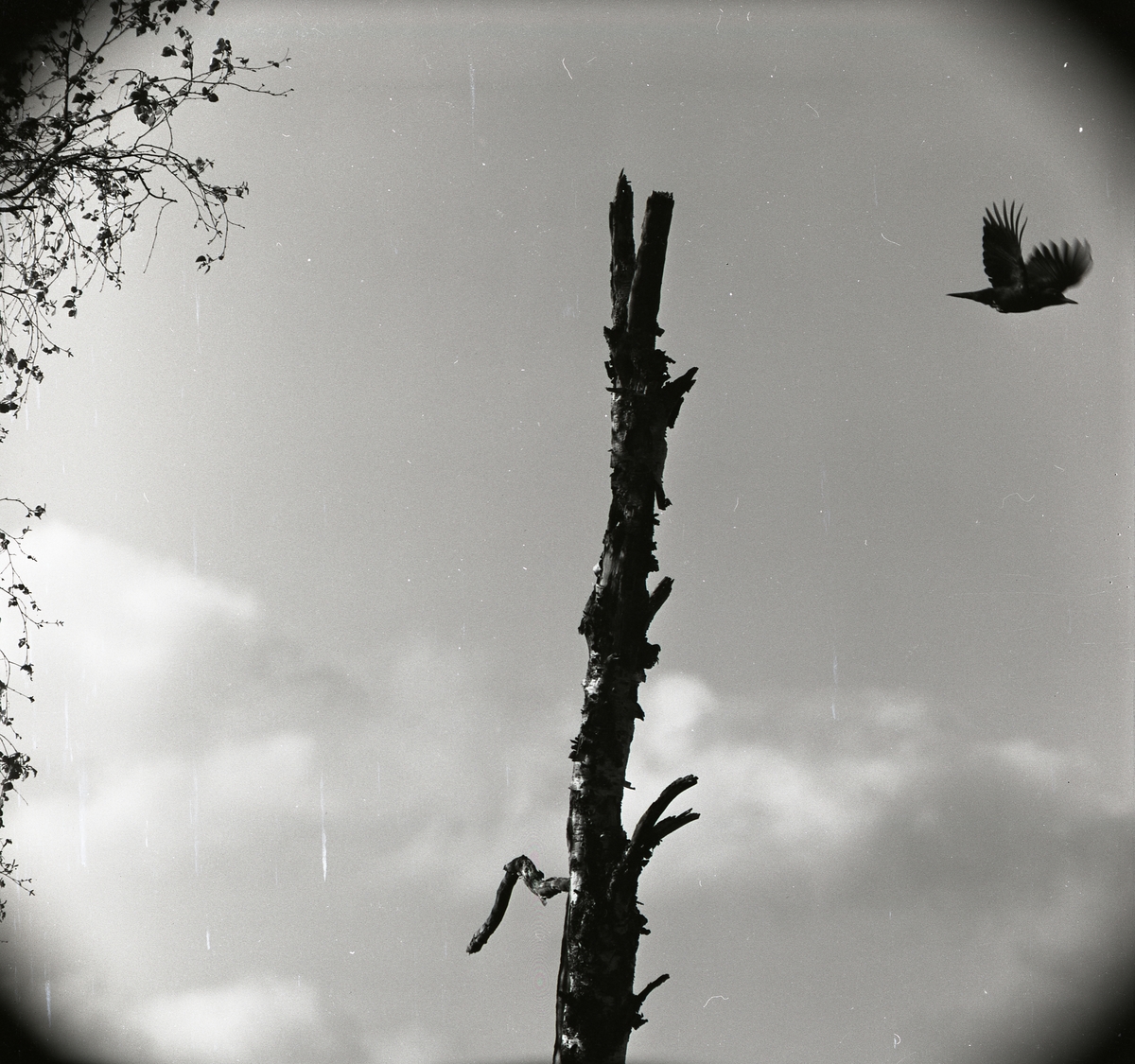 En flygande spillkråka har tagit av från ett träd i Västra Höle den 3 maj 1959.