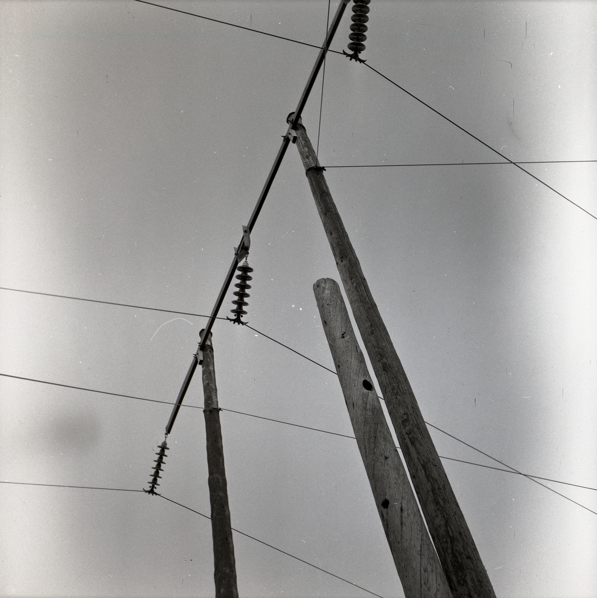 En ledningsstolpe i Via med hål efter hackspett (Spillkråka), maj 1953.