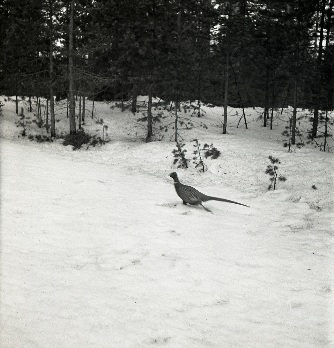En fasan springer i snön vid en skog, Glösbo 6 april 1951.