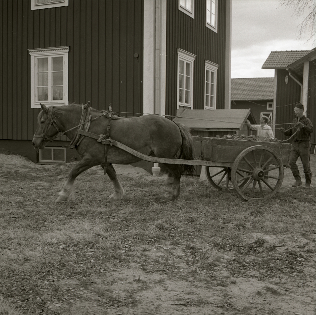En man kör en häst med vagn på gården Sunnanåker, 1971.