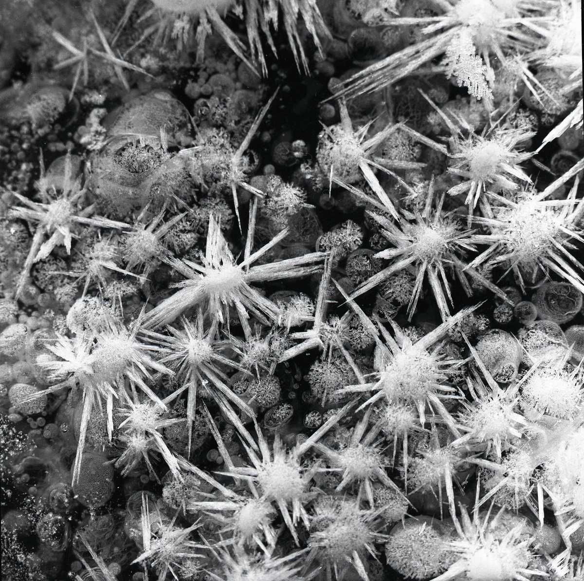 Bollar av snö med taggiga ispiggar bildar froststjärnor den 13 december 1959.