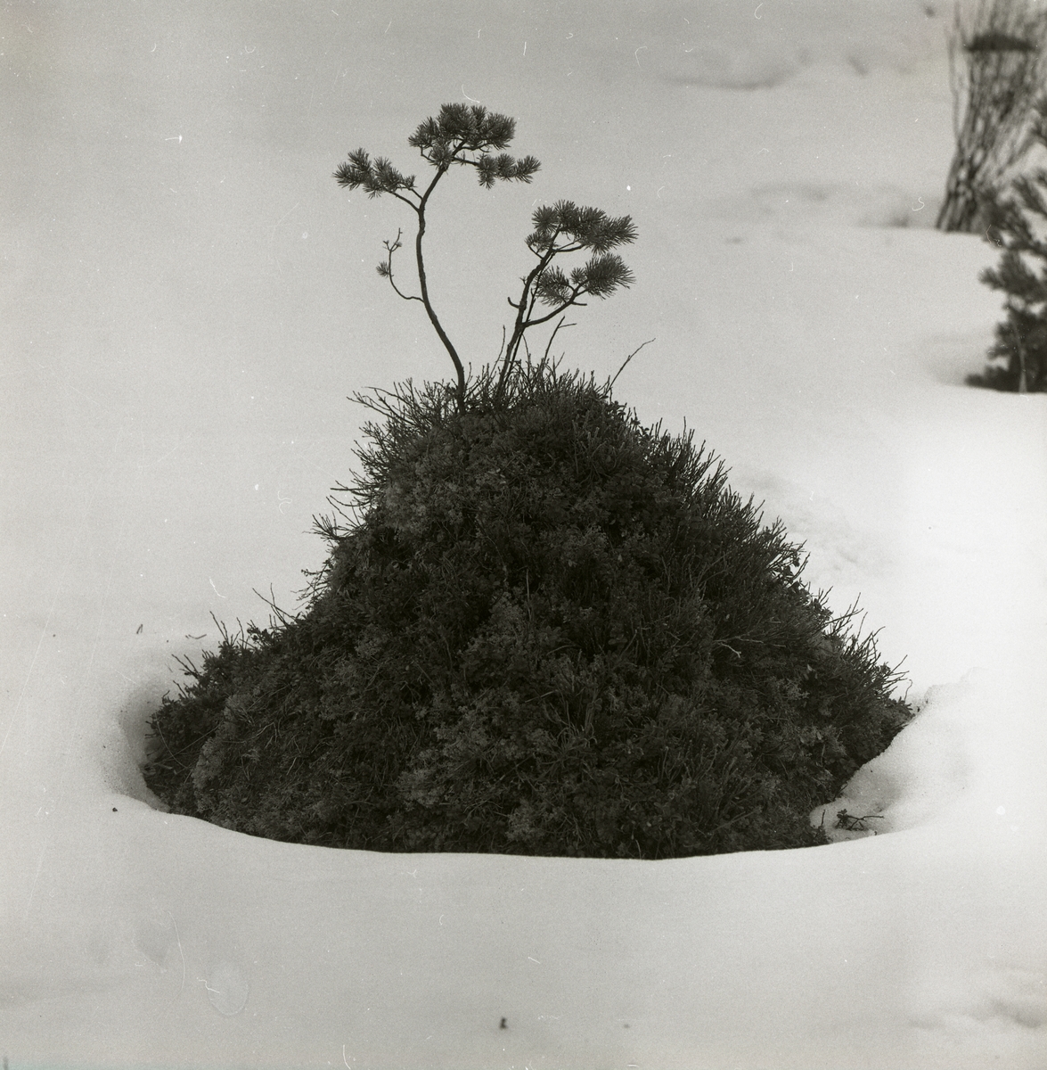 En tuva med en blomväxt på toppen i snön, april 1979.