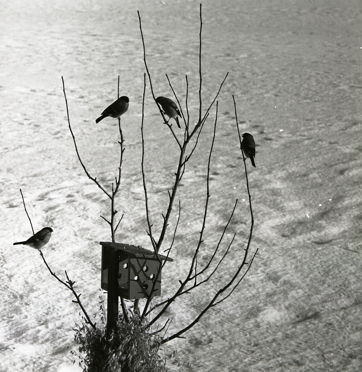 Fyra domherrar sitter i en buske ovanför ett fågelbord i Annefors, mars 1965.