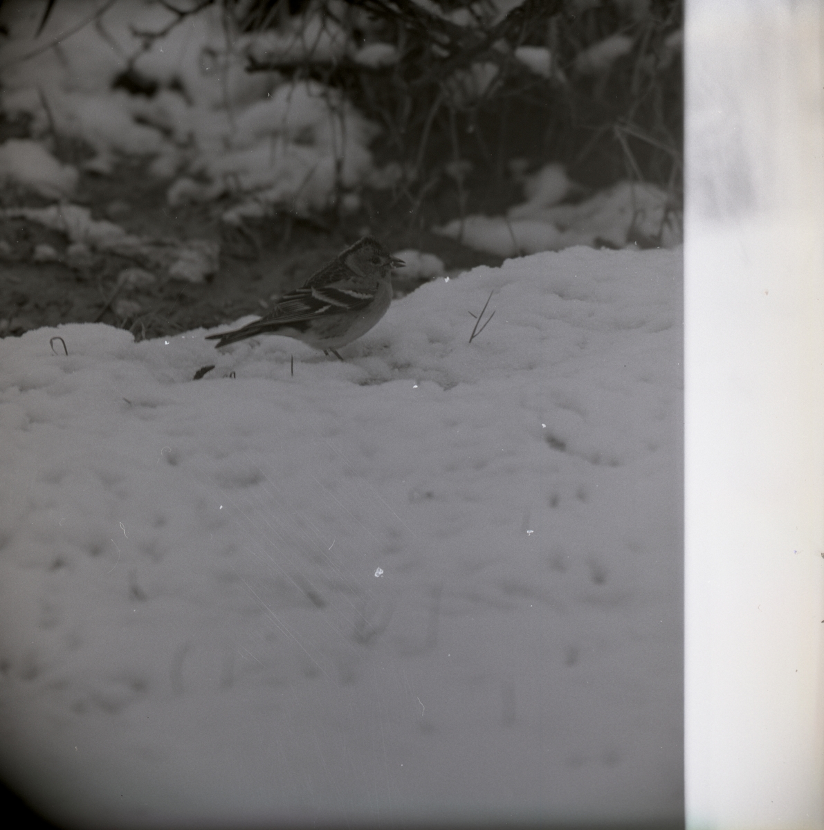 En bergfink står i snön, vårvintern 1969.