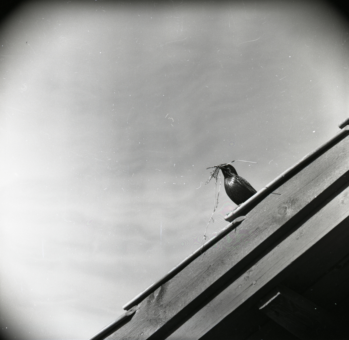 En stare sitter på taket och spelar i maj 1957.