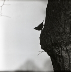Silhuetten av en nötväcka på ett träd vid Bräkne-Hoby, 2 april 1947.