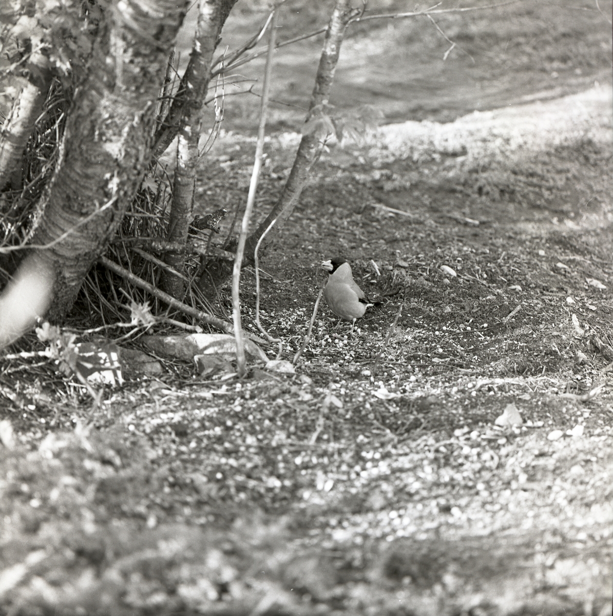 En ostasiatisk stenknäck står vid ett träd i Växsjö, 20 maj 1961.