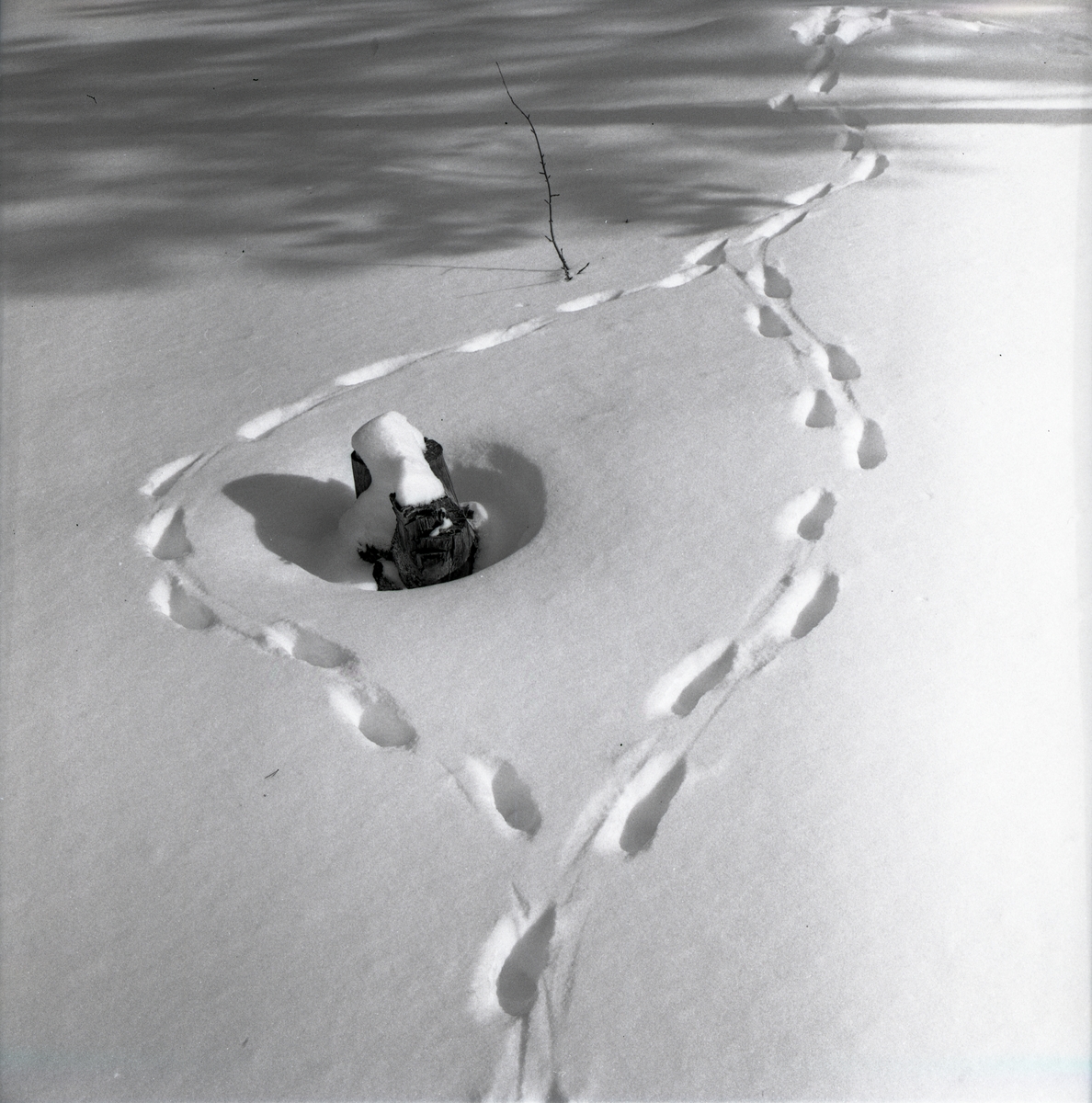 Rävspår runt en stubbe i snön vid Särna, april 1963.