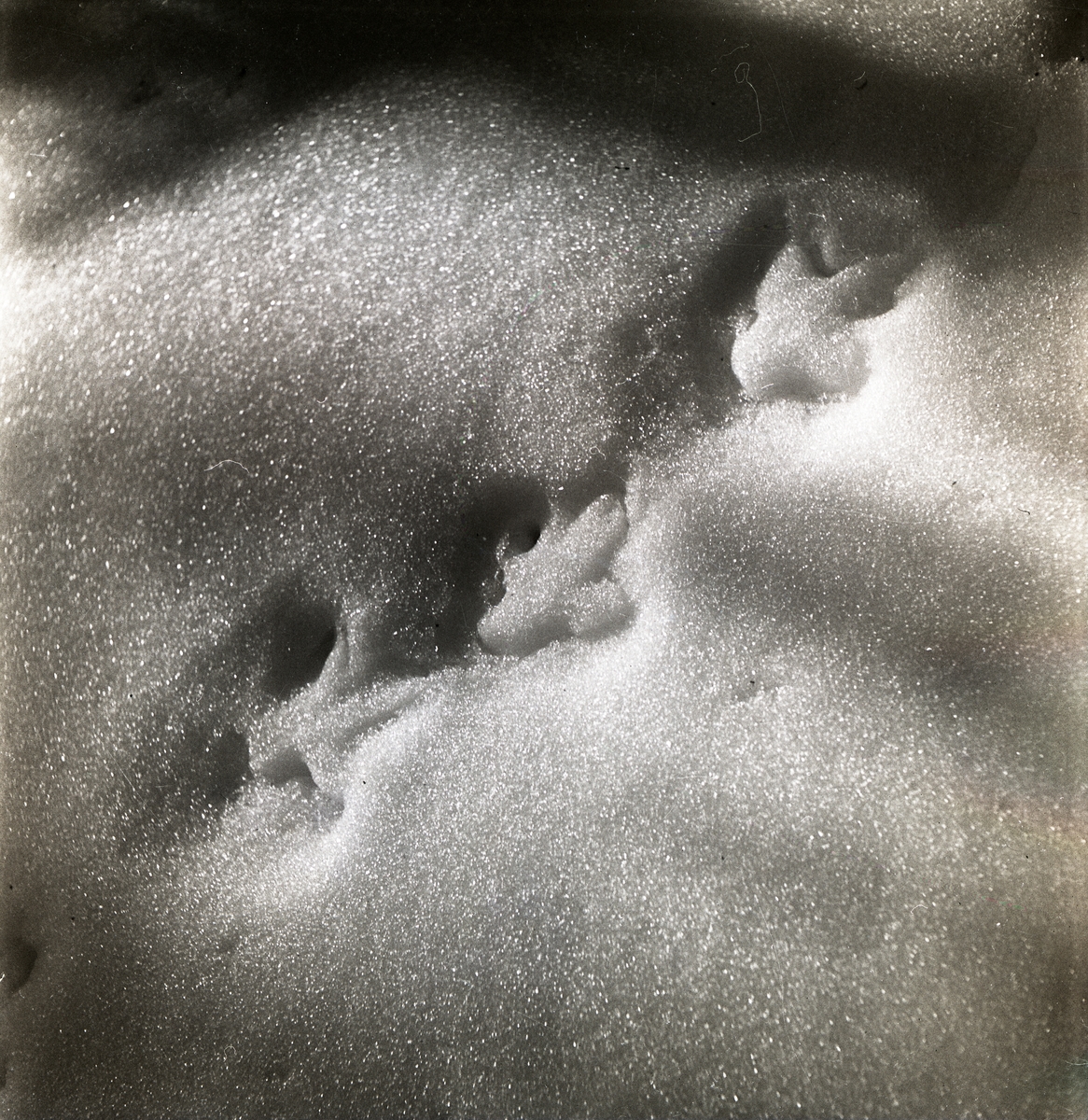 Djurspår i snön vid Skogsberget, april 1951.