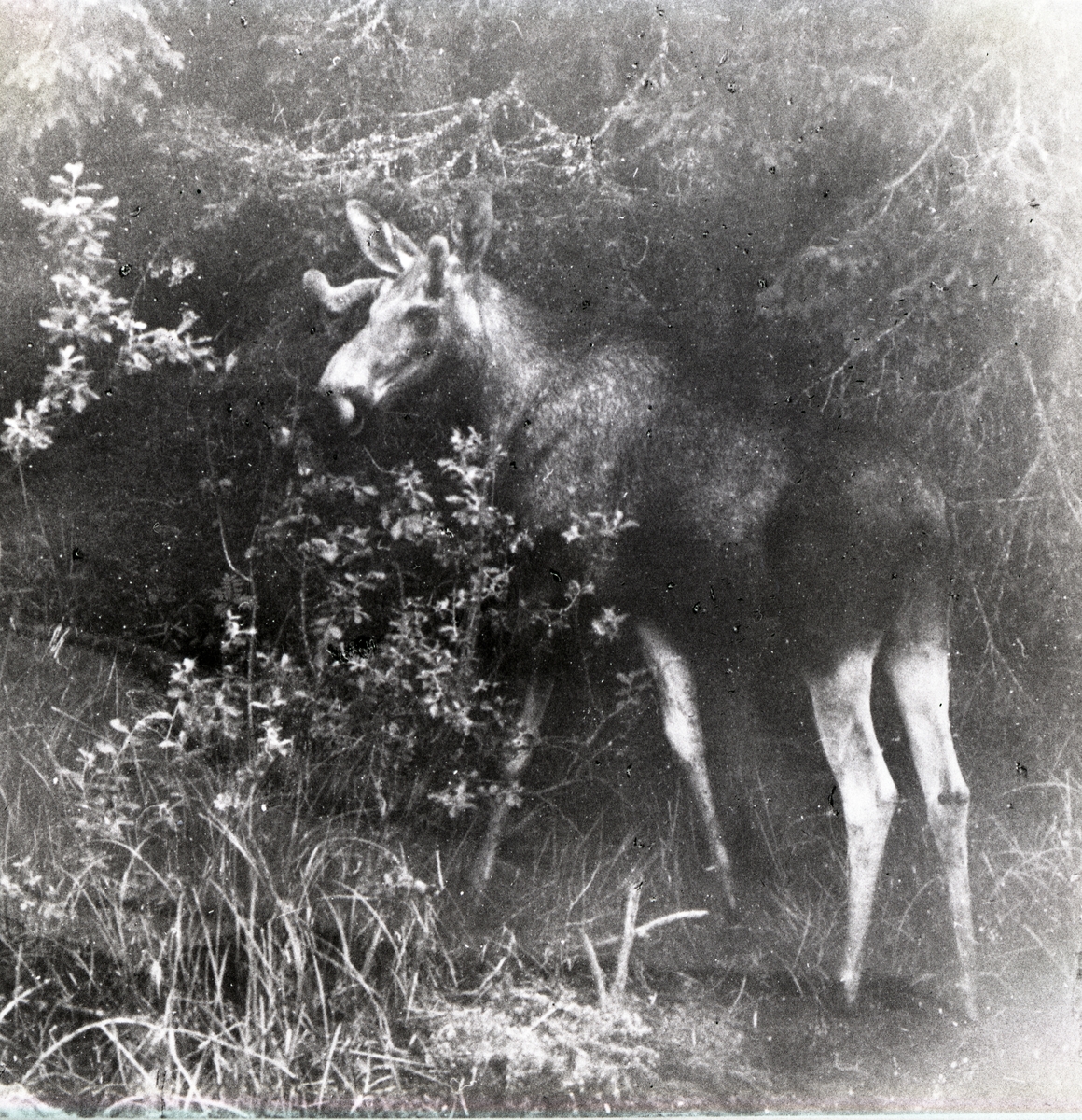 En älg i skogsbryn, Värmland 1961.
