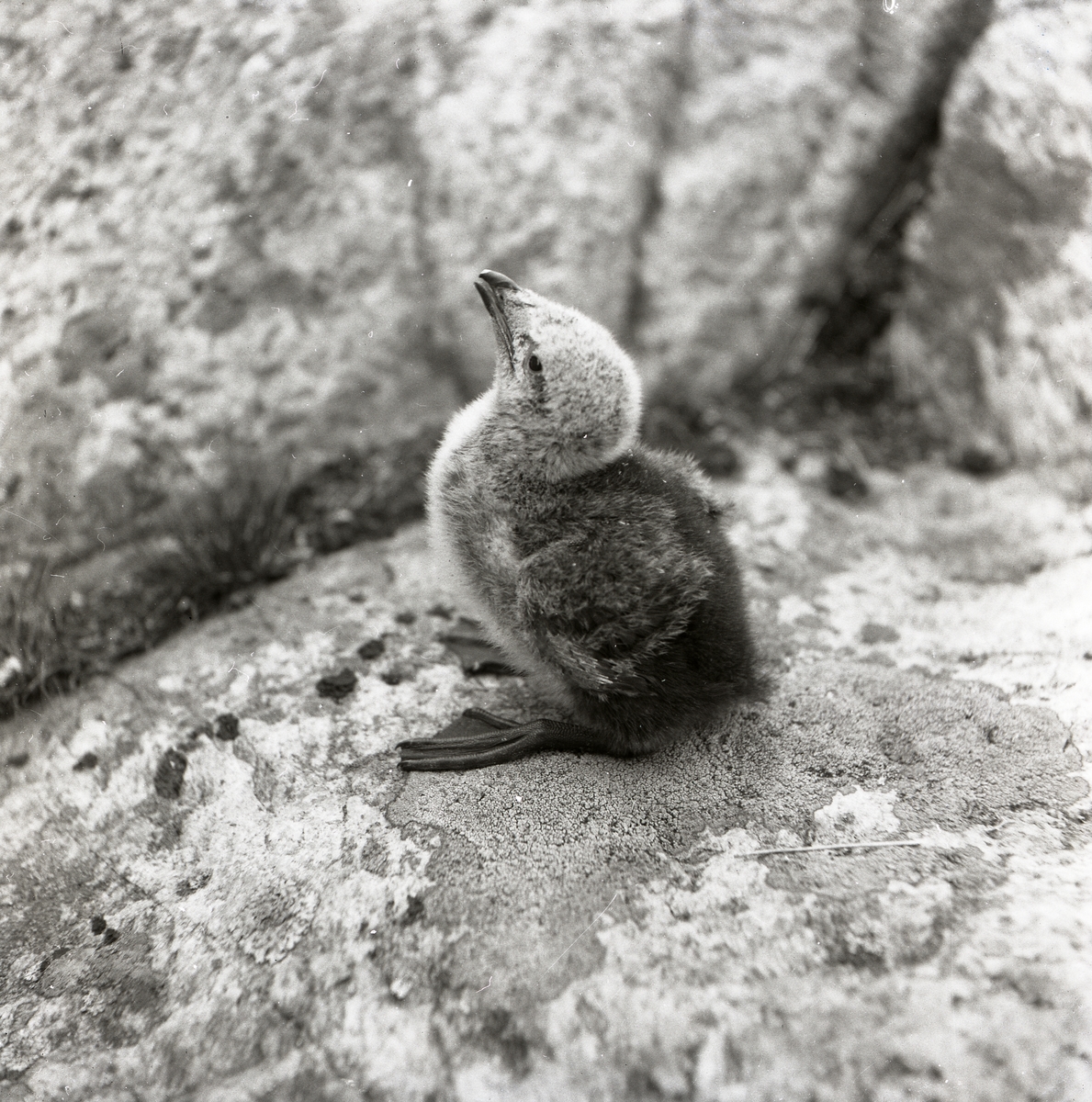 En fågelunge sitter på en sten.