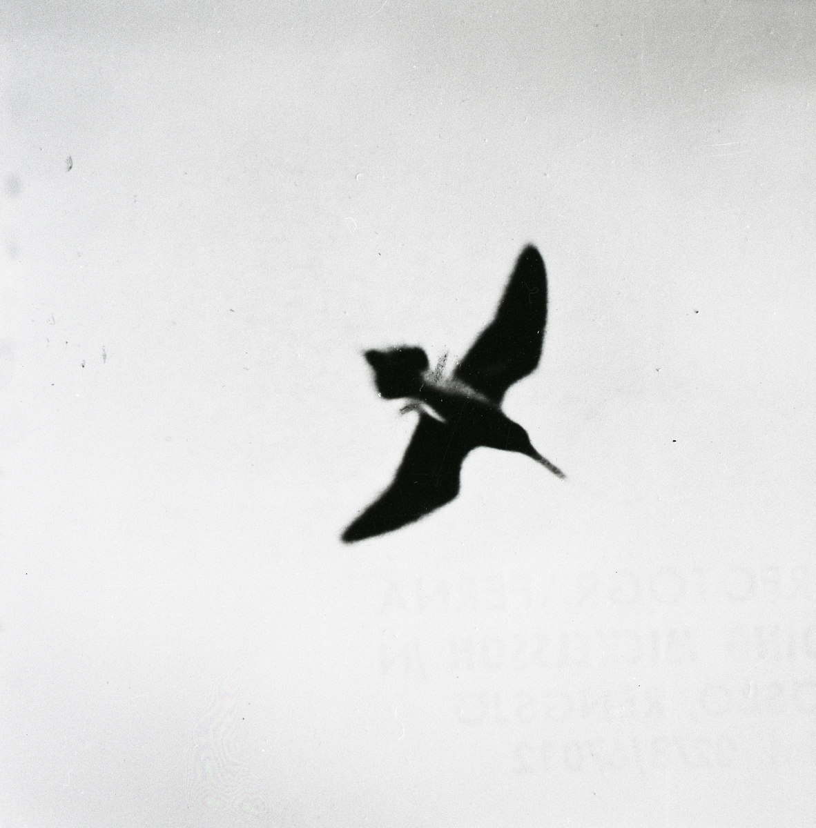 En flygande enkelbeckasin, 1968.