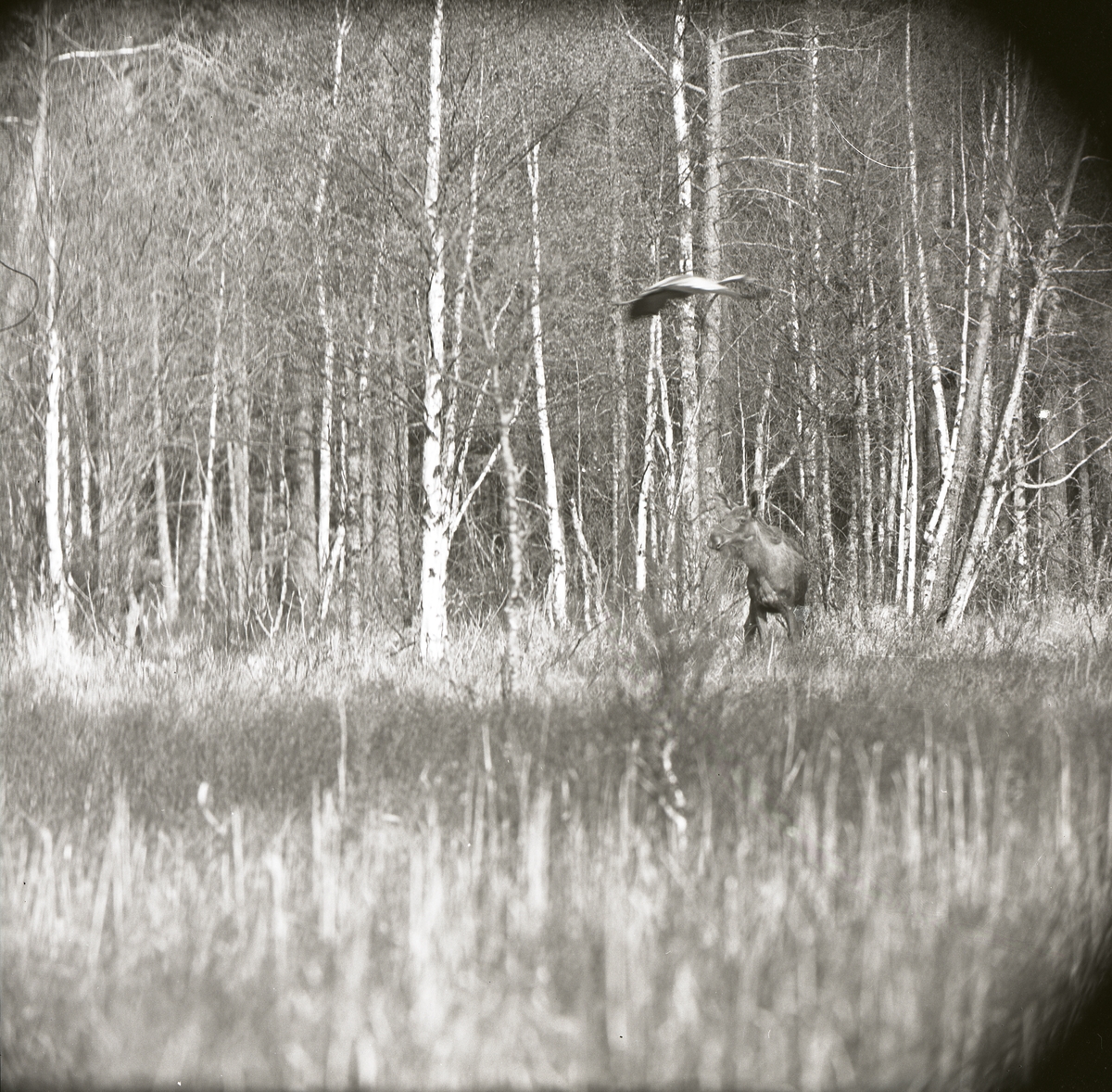 En trana flyger över en älg intill en skog i Själstuga, 24 maj 1965.