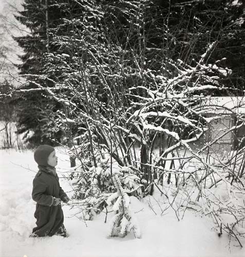 En pojke har pulsat genom snön fram till en snötäckt buske. Han är klädd i mössa och overall, 1951.