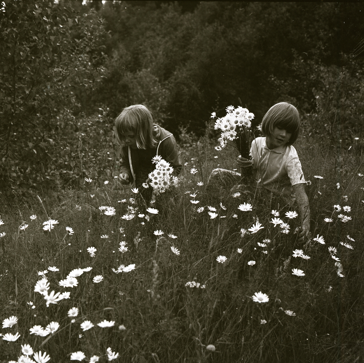 Två barn plockar buketter med prästkragar i det höga gräset på en sommaräng cirka 1973.