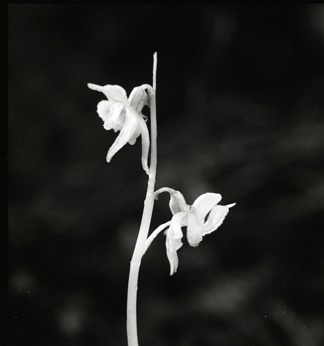 Närbild på den sällsynta orkidéen Skogsfrun, Lindefallet, 5 augusti 1956.