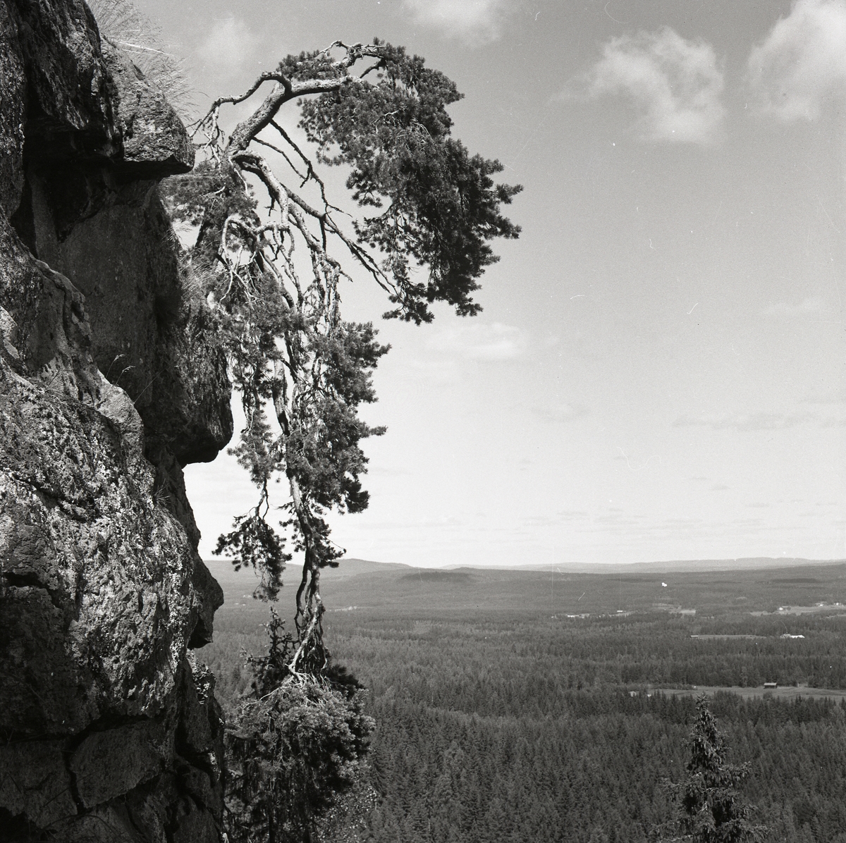 En tall hänger ut över ett stup på Bolleberget. I bakgrunden syns en vy över skogsområde i Bollnäs, 6 juli 1957.