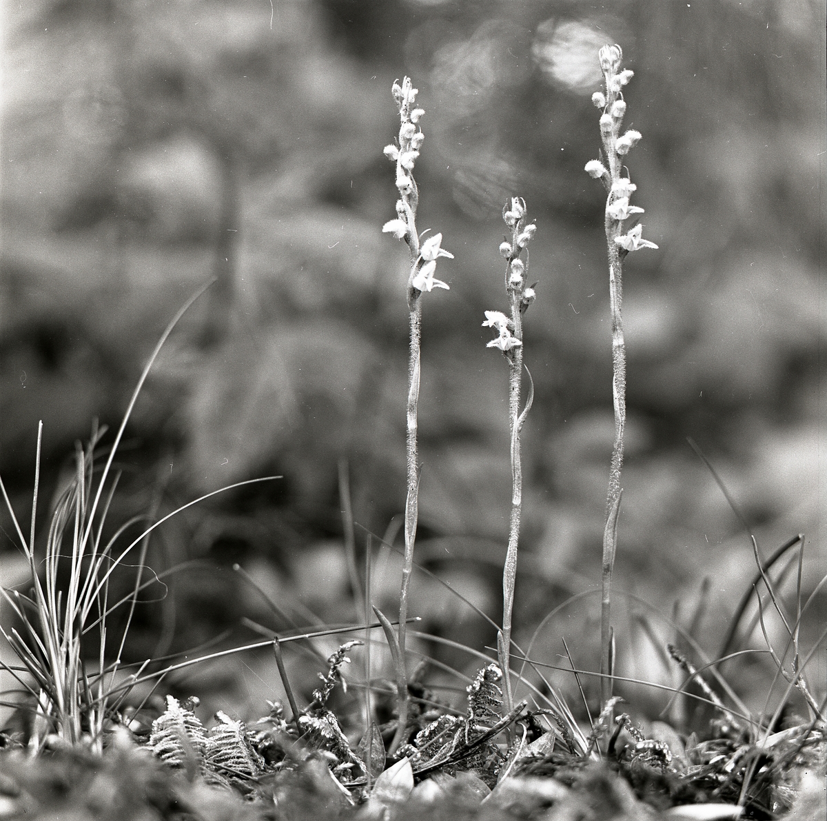 Tre växter av arten Knärot, augusti 1962.