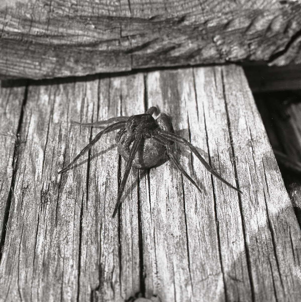 Spindel med äggboll i Saltvik, sommaren 1965.