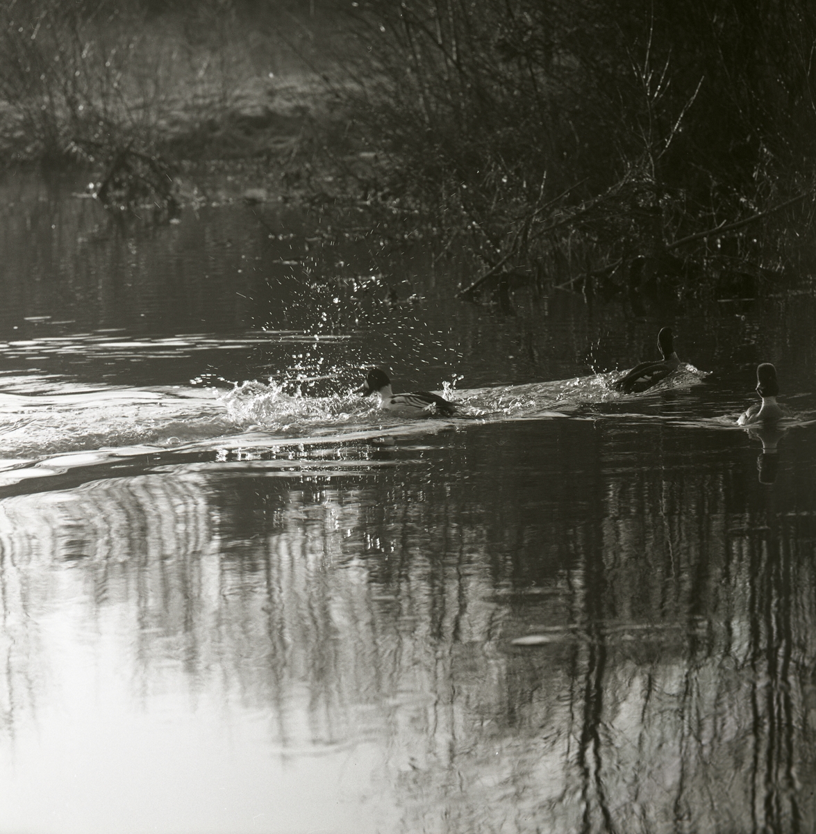 Tre knipor simmar i en vattensamling. Framför en av fåglarna skvätter vatten upp, maj 1963.