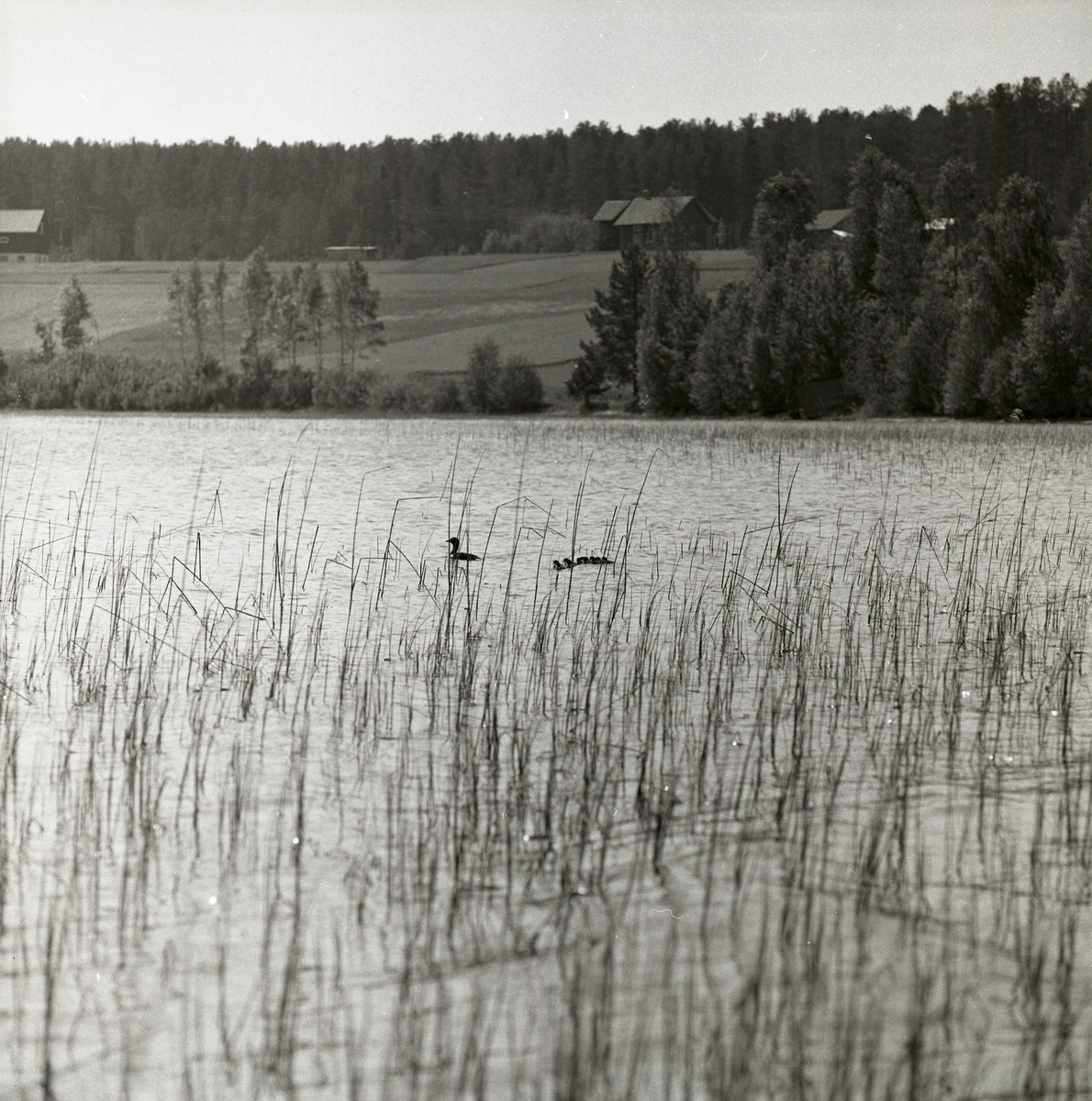 Bland vassen i en sjö simmar en knipa med sina ungar. I bakgrunden syns skog, åkermark, och byggnader, Hölesjön den 6 juni 1960.